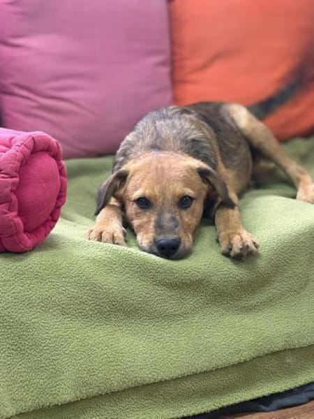 Cookie - ein treuer Freund fürs Leben