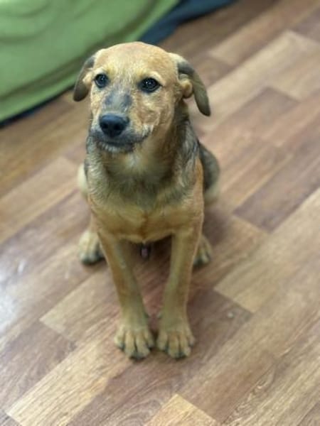 Cookie - ein treuer Freund fürs Leben