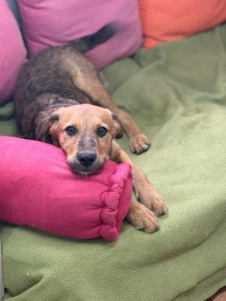 Cookie - ein treuer Freund fürs Leben