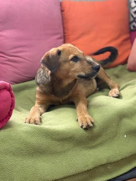 Cookie - ein treuer Freund fürs Leben