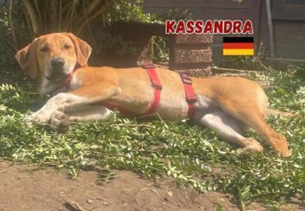 Kassandra - freundlich und sportlich