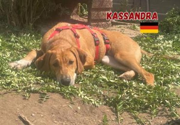 Kassandra - freundlich und sportlich