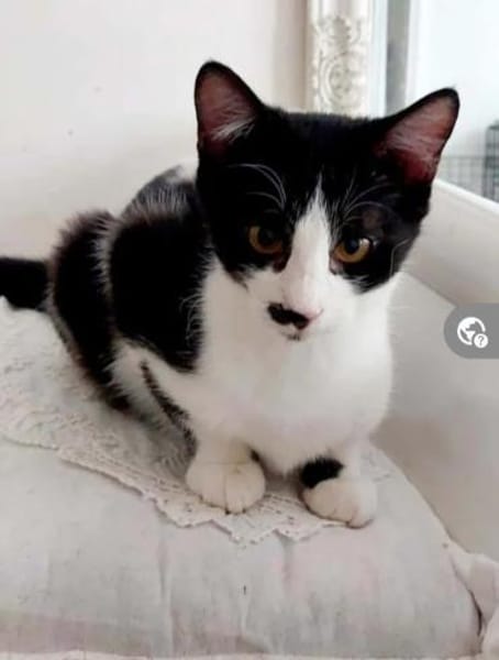 Nino Schmusekater sucht Familie