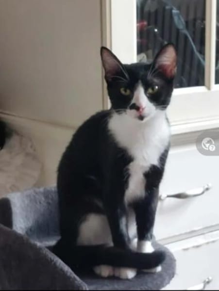 Nino Schmusekater sucht Familie