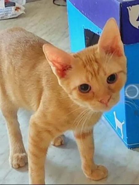 Olly Schmusekater sucht Familie