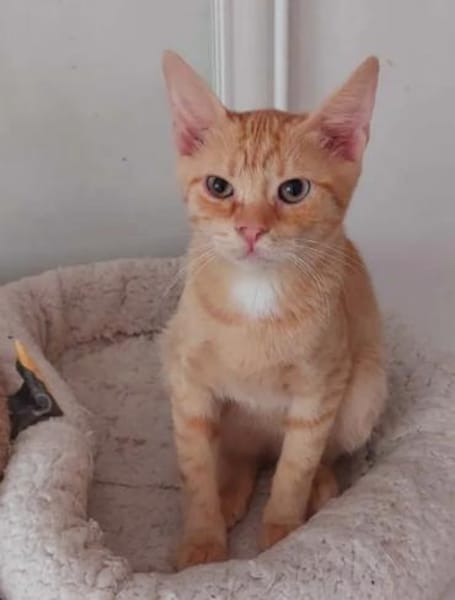 Olly Schmusekater sucht Familie