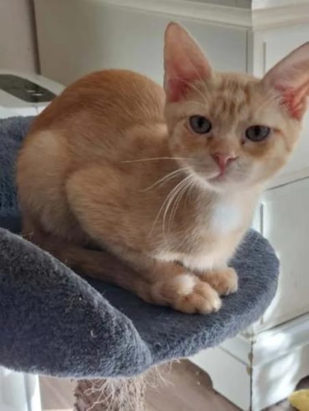 Olly Schmusekater sucht Familie