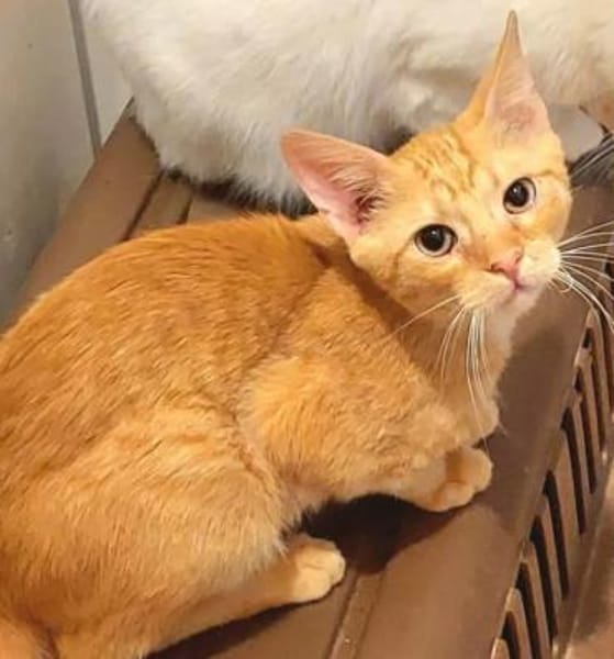 Olly Schmusekater sucht Familie