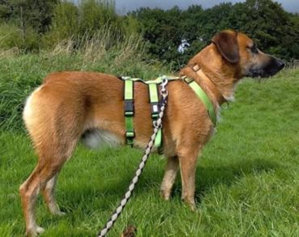 Taro wartet in 24885 Sieverstedt ❤