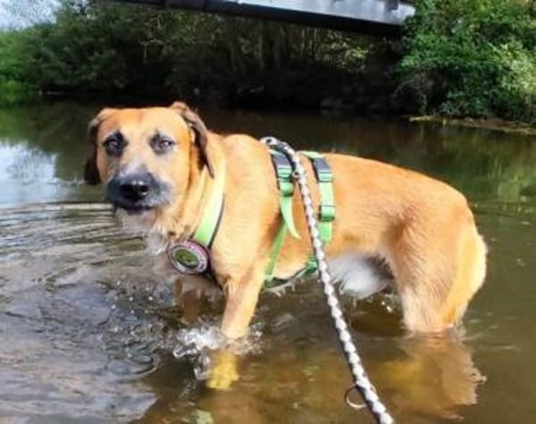 Taro wartet in 24885 Sieverstedt ❤