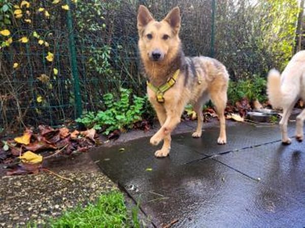 Kim, so viel Lebensfreude auf 3 Pfoten!