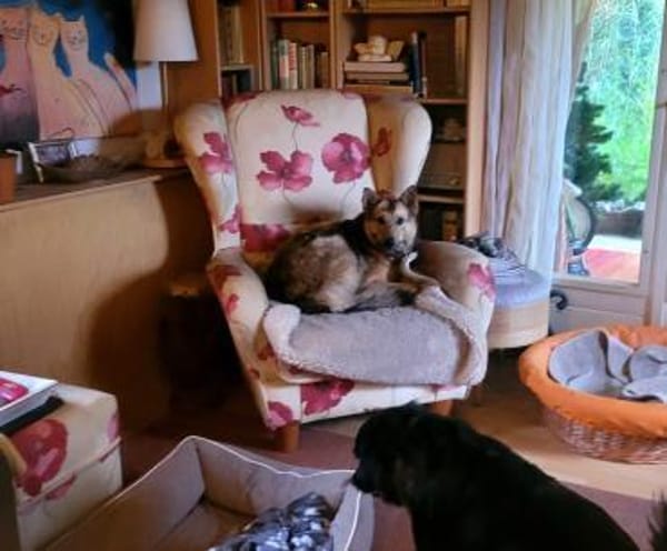 Kim, so viel Lebensfreude auf 3 Pfoten!