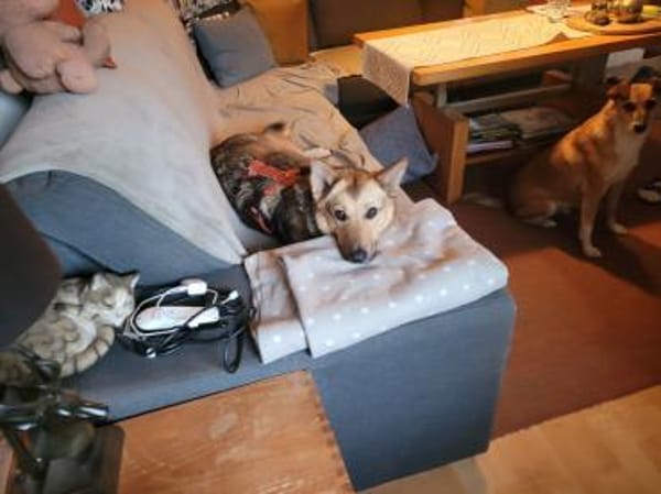 Kim, so viel Lebensfreude auf 3 Pfoten!