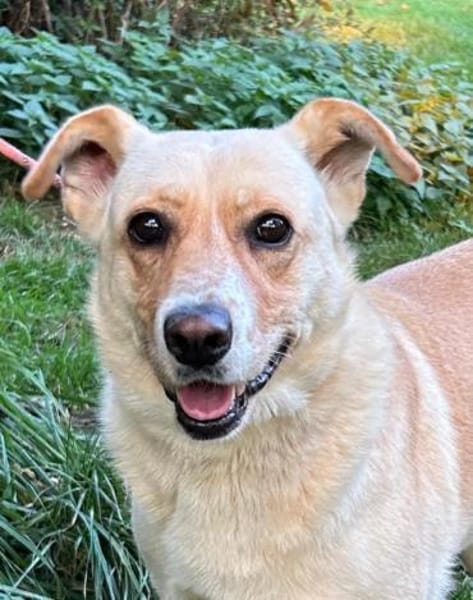 Lara - sie ist einfach ein Goldstück