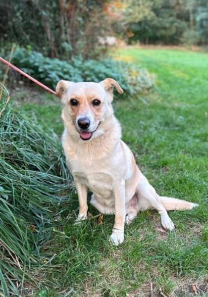 Lara - sie ist einfach ein Goldstück