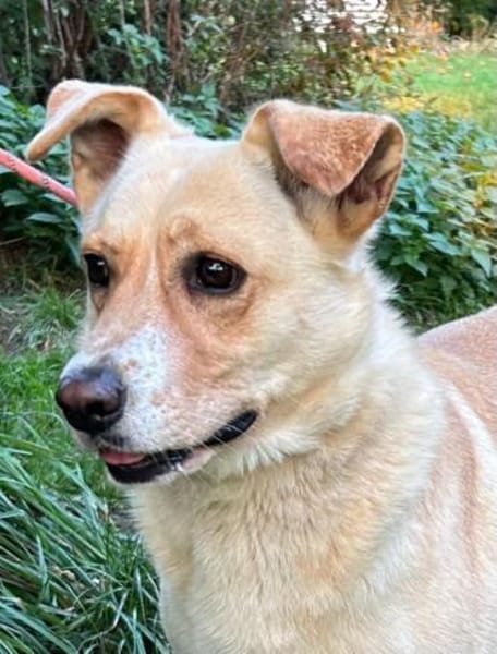 Lara - sie ist einfach ein Goldstück