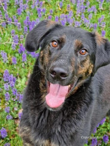 Kenny - lustiger Junghund