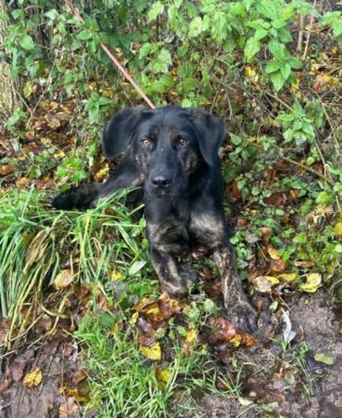 Kenny - lustiger Junghund