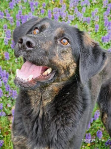 Kenny - lustiger Junghund