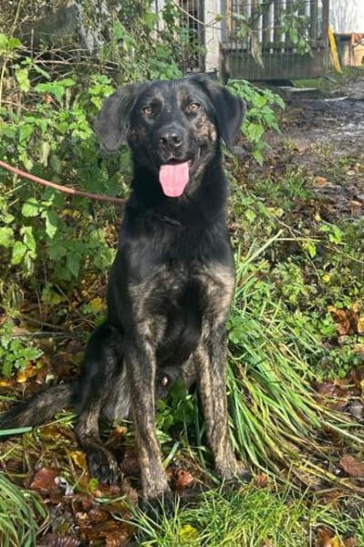 Kenny - lustiger Junghund