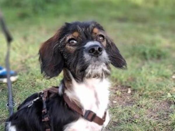 Kleinbleibende Keyla sucht ihre Chance?