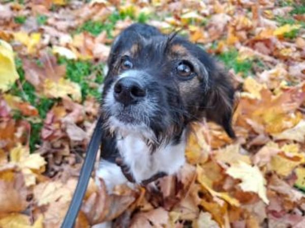 Kleinbleibende Keyla sucht ihre Chance?