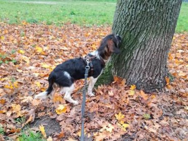 Kleinbleibende Keyla sucht ihre Chance?