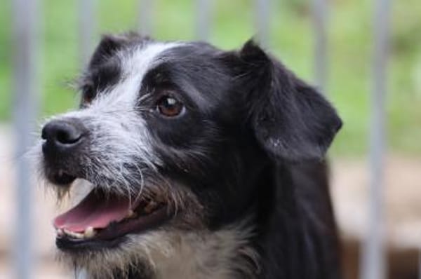 Tips - aufgeweckter, kleiner Rüde