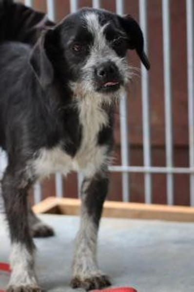 Tips - aufgeweckter, kleiner Rüde