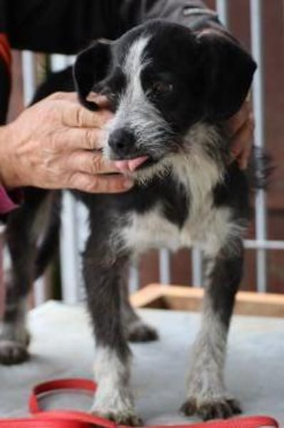 Tips - aufgeweckter, kleiner Rüde