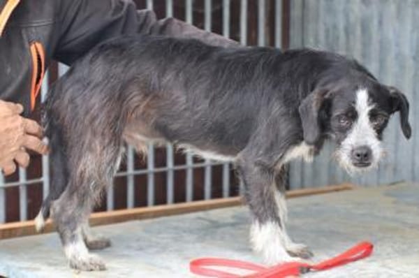 Tips - aufgeweckter, kleiner Rüde