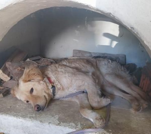 GINA 🧡🧡🧡 sucht Familienanschluss