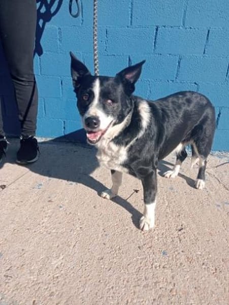 Pinki - sehr liebe Seniorin