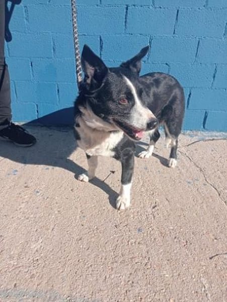 Pinki - sehr liebe Seniorin