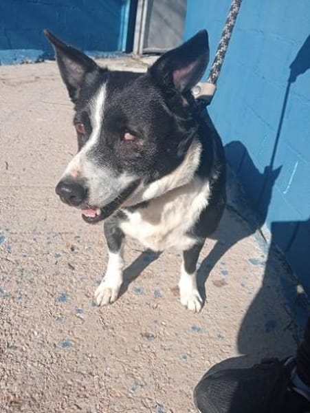 Pinki - sehr liebe Seniorin