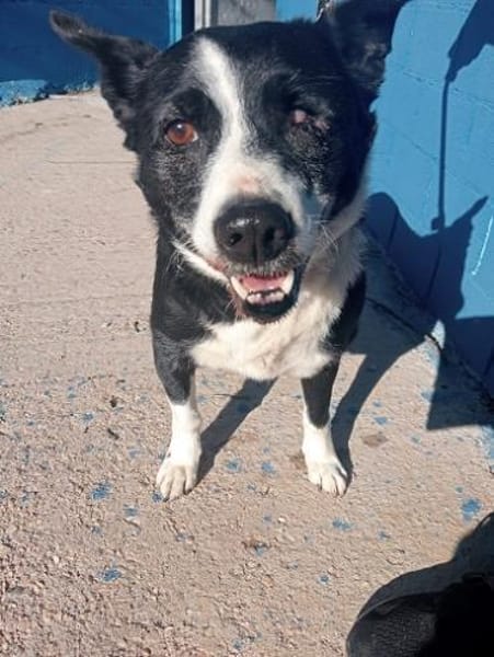 Pinki - sehr liebe Seniorin