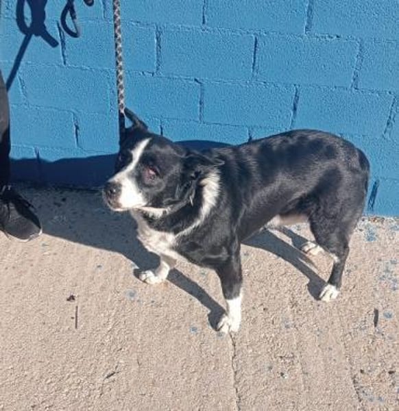 Pinki - sehr liebe Seniorin