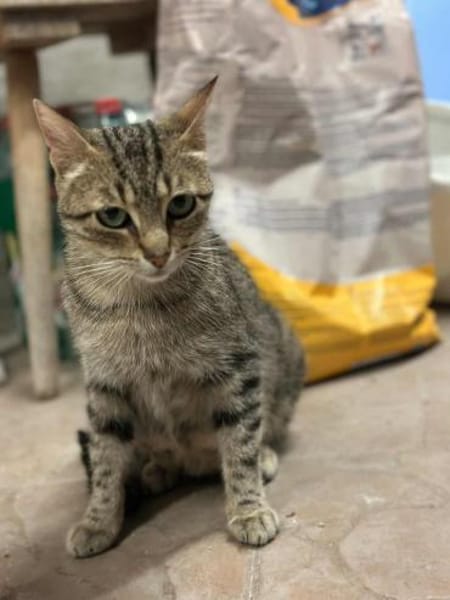 Tigermädchen Flia sucht ihre Familie