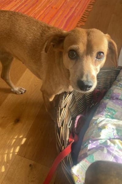 Mathilda ❤ wartet in 90427 Nürnberg