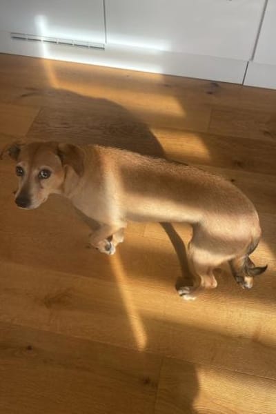 Mathilda ❤ wartet in 90427 Nürnberg