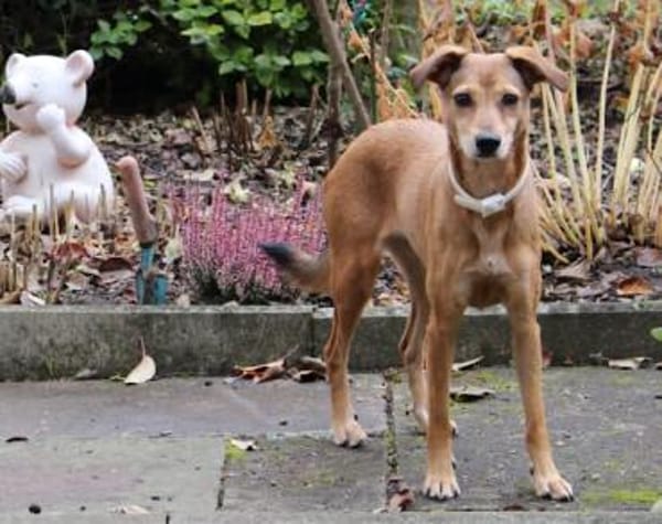 Mathilda ❤ wartet in 90427 Nürnberg