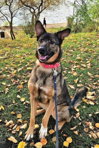 Schäfi-Mix Nelli in 25474 Bönningstedt