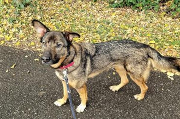 Schäfi-Mix Nelli in 25474 Bönningstedt