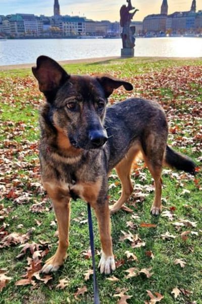 Schäfi-Mix Nelli in 25474 Bönningstedt