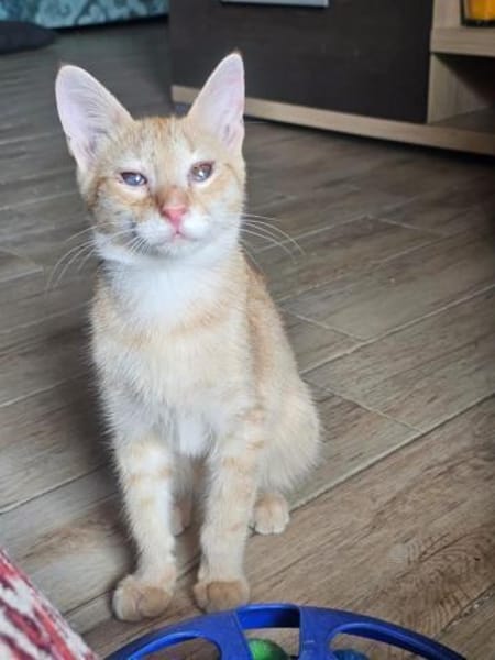 Zuckerschnute Cinnamone