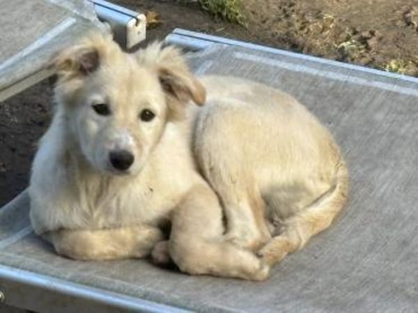 SAMSON sucht seine Menschen