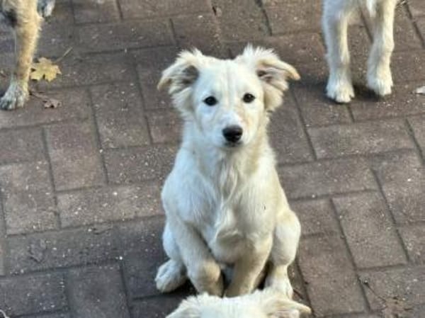 SAMSON sucht seine Menschen