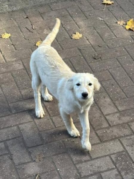 SAMSON sucht seine Menschen