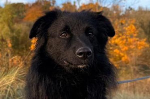 sanfter LENZIwartet in 22559 Hamburg!