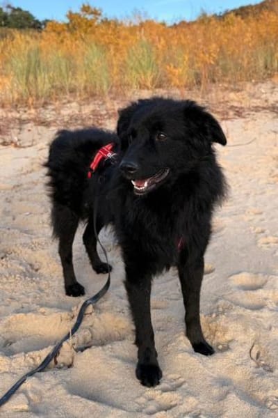 sanfter LENZIwartet in 22559 Hamburg!